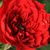 Red - Miniature rose - Detroit